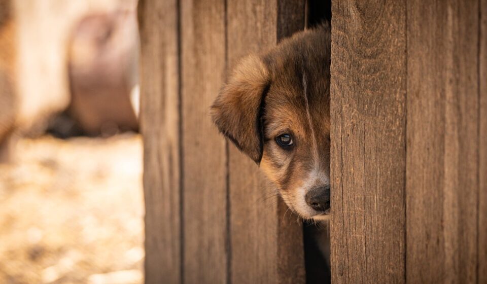 pet, dog, adopted, adoption, animal, cute, nature, shelter, puppy, afraid, alone