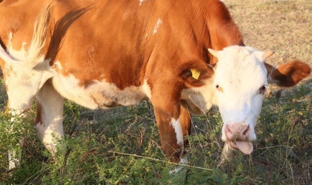 cattle, dana, cow, forest, animal, nature
