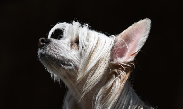 dog, pure breed, fur, nose, ears, mammal, nature, animal, pet, white