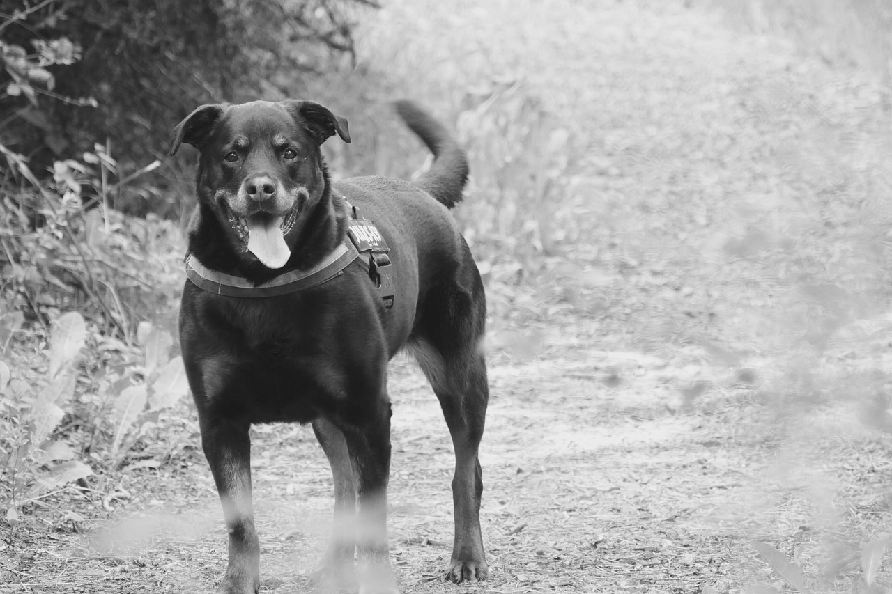 dana, animal, pet, lovely, dog