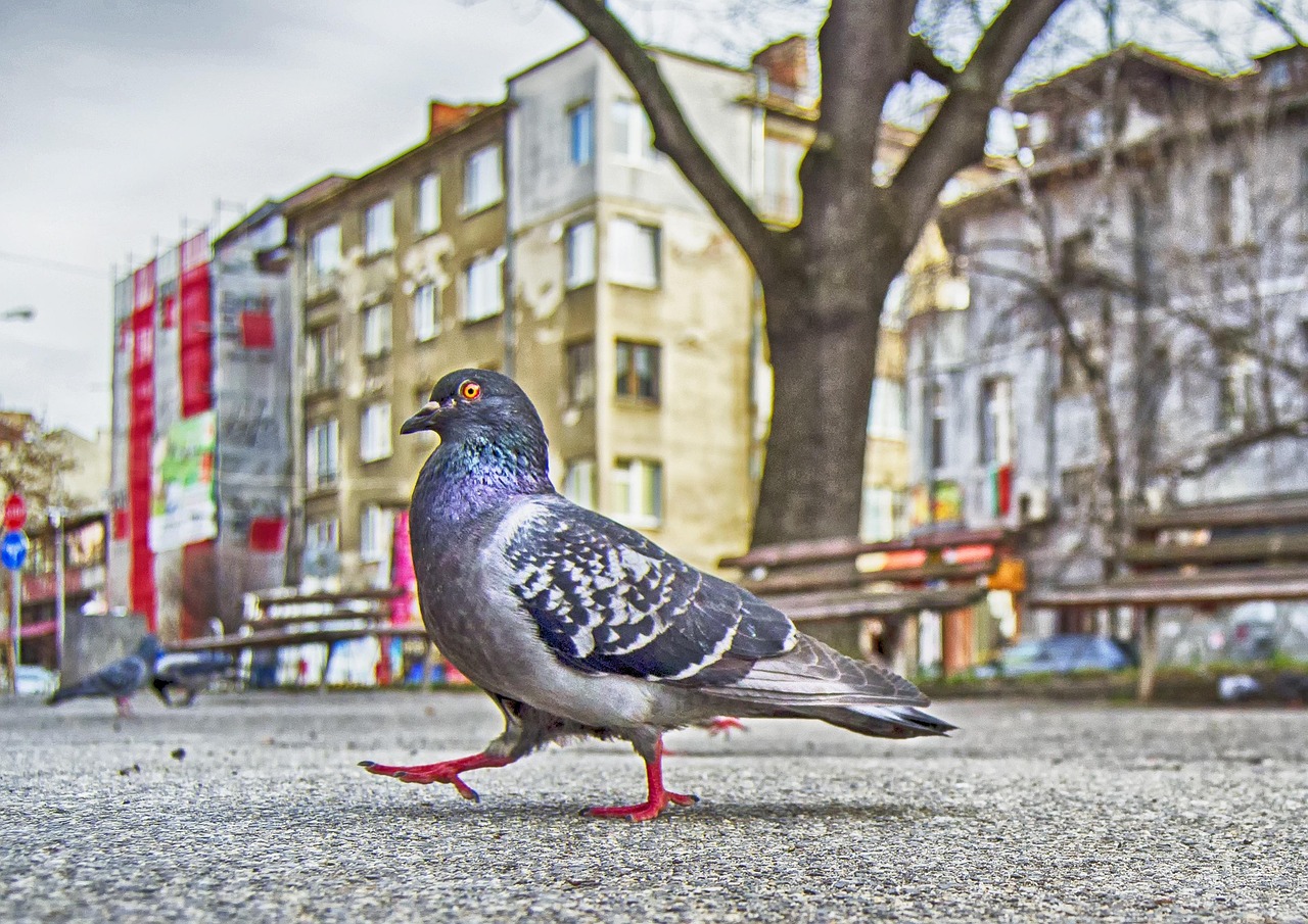 pigeon strut, park, park benches, urban, bench, bird, architecture, nature, winter, sofia, bulgaria, strutting his stuff, europe