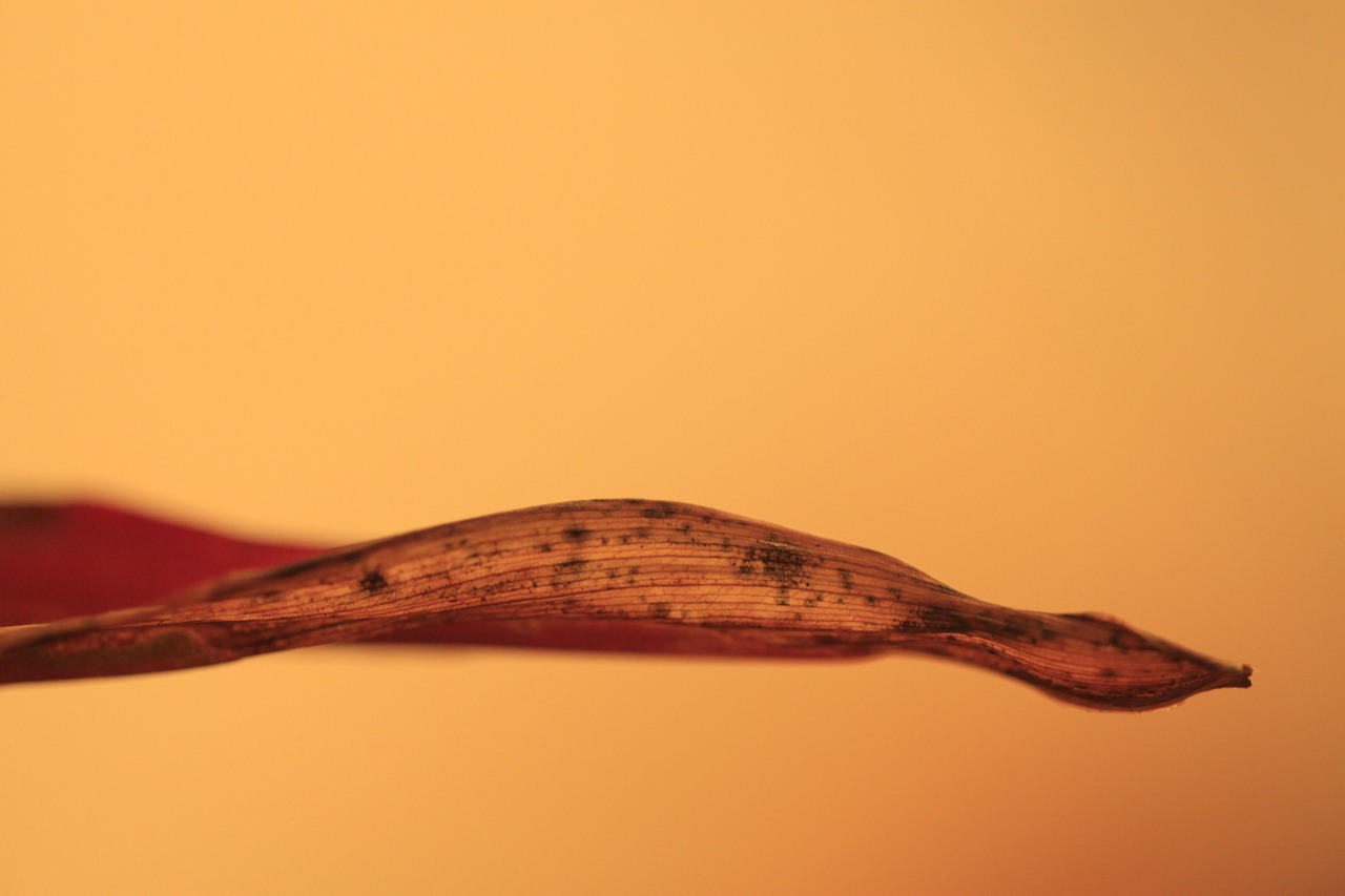 leaf, withered leaf, nature, plant, still, macro, texture, lines, grain, vein, spots, pure