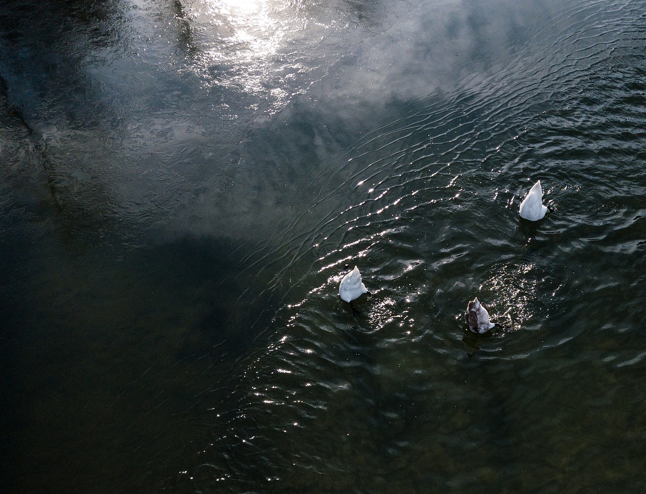 swan, water, drone, air intake waters, nature, sea, weather, darkness, winter, clouds, atmospheric, composing