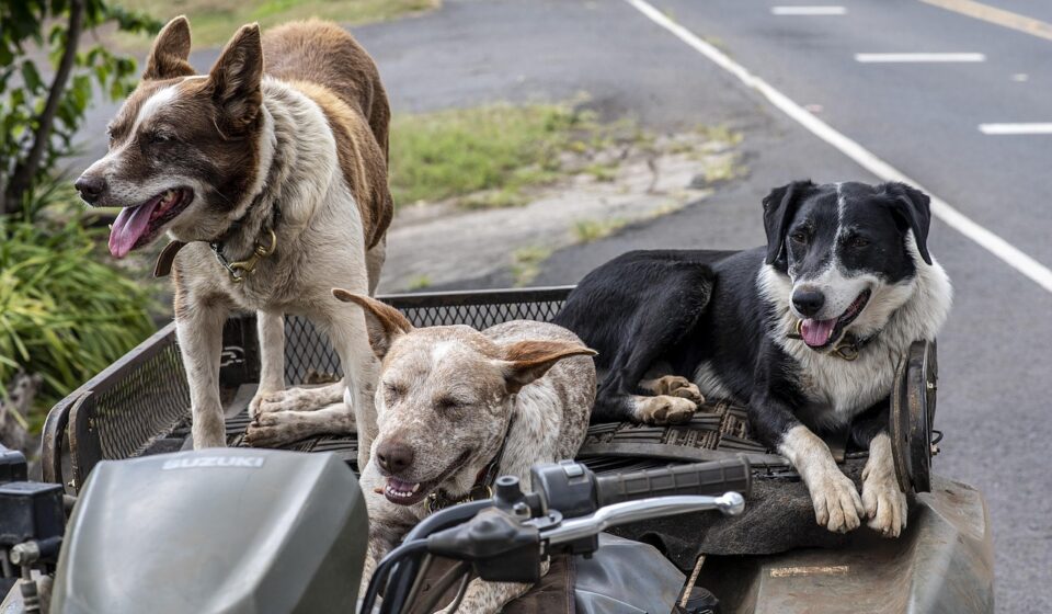 dogs, pets, animals, vehicle, nature, happy, stray