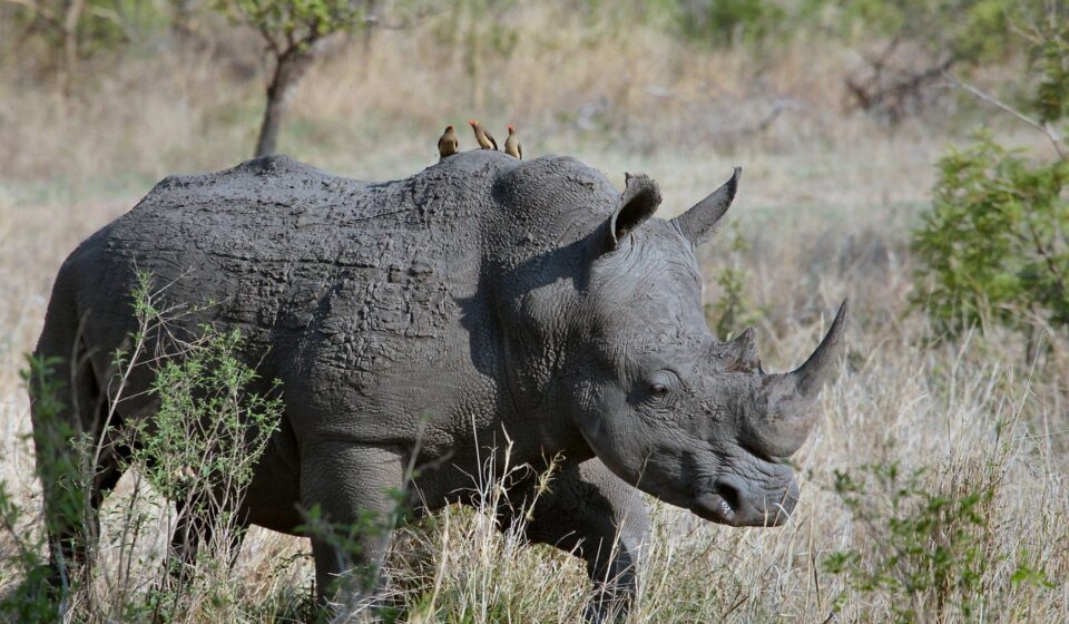 rhinoceros, gray animal, pachyderm, rhino, horn, mammal, animal, wild, wild animal, wilderness, wildlife, animal world, nature, wildlife photography, grass, savanna