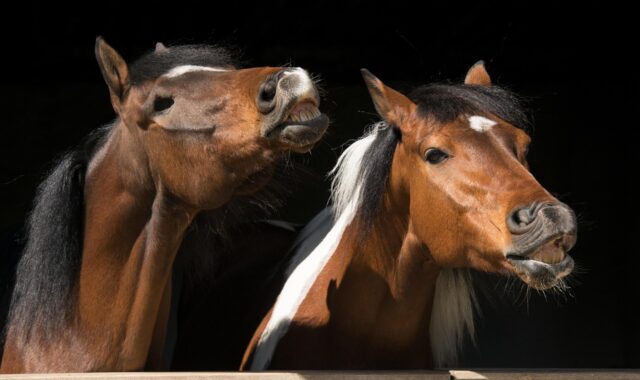 horses, nature, animal, check, horse riding, fun, flehmen, friendship