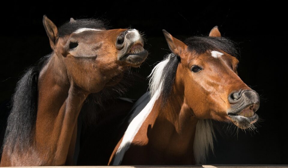 horses, nature, animal, check, horse riding, fun, flehmen, friendship