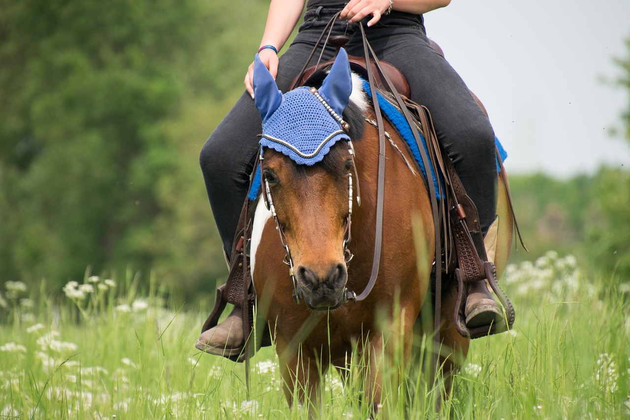 in the free, grass, cavalry, nature, mammal, people, horse riding, cowgirl, cowboy, western film, horse, pony, check, animal, equestrian, people, cowgirl, cowgirl, cowgirl, cowgirl, cowgirl, cowboy, check