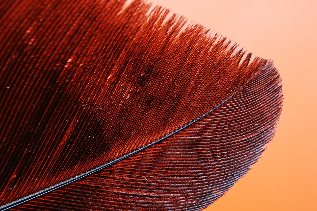 feather, bird, beautiful nature, 4k wallpaper, nature wallpaper, free wallpaper, windows wallpaper, 4k wallpaper 1920x1080, laptop wallpaper, avian, nature, mac wallpaper, beautiful wallpaper, wallpaper 4k, outdoor, wallpaper, desktop backgrounds, cool backgrounds, hd, close, macro, detail, free background, intricate, full hd wallpaper, pattern, nature background, hd wallpaper, wallpaper hd, abstract