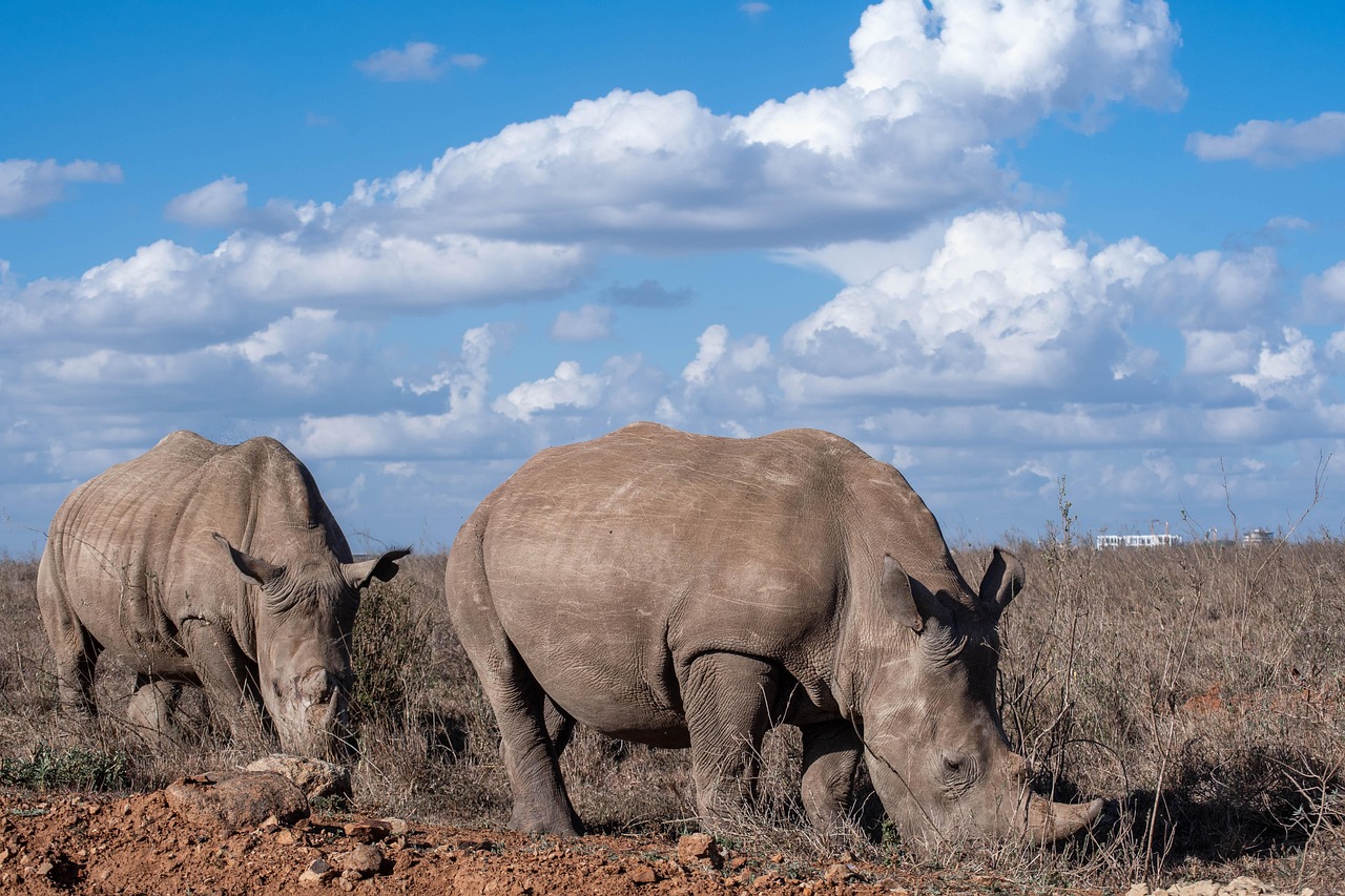 rhino, rhinoceros, animal, nature, africa, kenya, nairobi, outdoors, rhino, animal, animal, animal, animal, animal