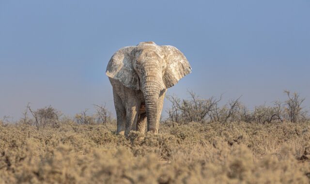 african elephant, elephant, pachyderm, elephantidae, loxodonta africana, animal, safari, wildlife, etosha national park, mammal, namibia, africa, nature, savannah, landscape, elephant, elephant, elephant, elephant, elephant